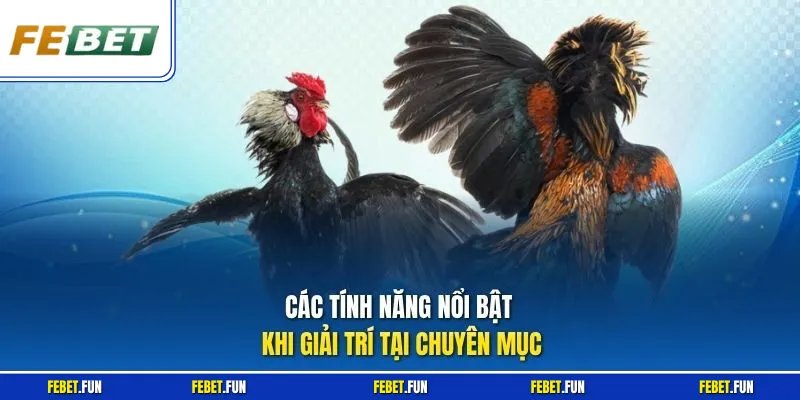 Các tính năng nổi bật khi giải trí tại chuyên mục