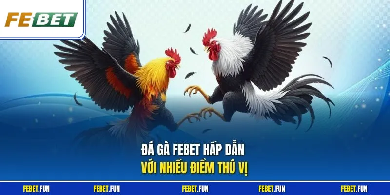 Đá gà Febet hấp dẫn với nhiều điểm thú vị